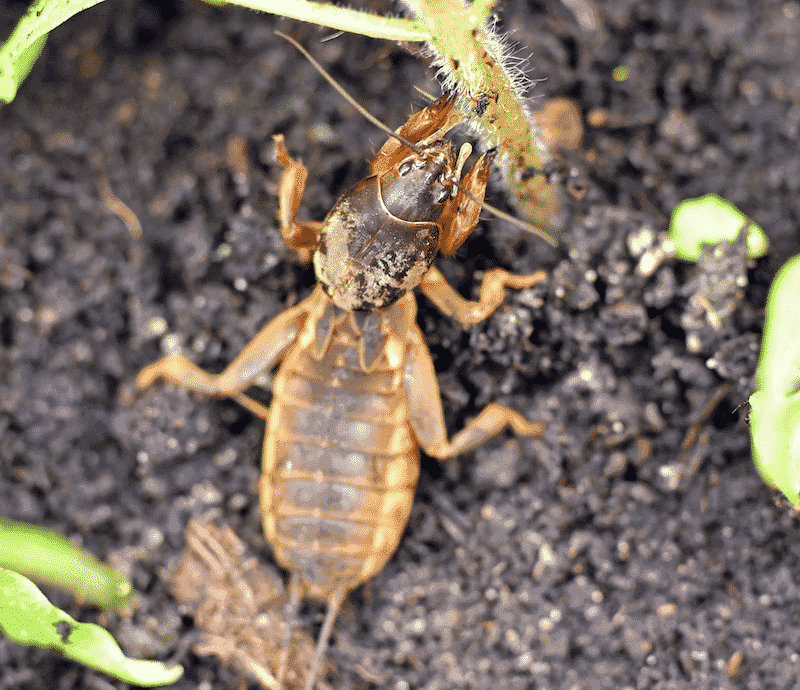 Why Mole Crickets Are So Bad For Florida Turf