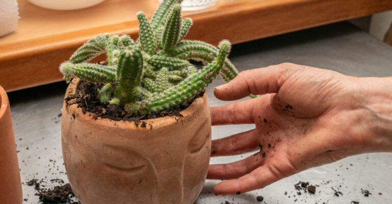 cactus (featured image)