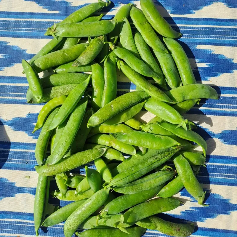 The Harvest Trick That Helps Protect Pea Vines