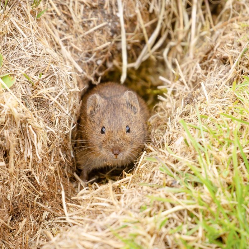 Signs You Have Voles (Most Gardeners Miss These)