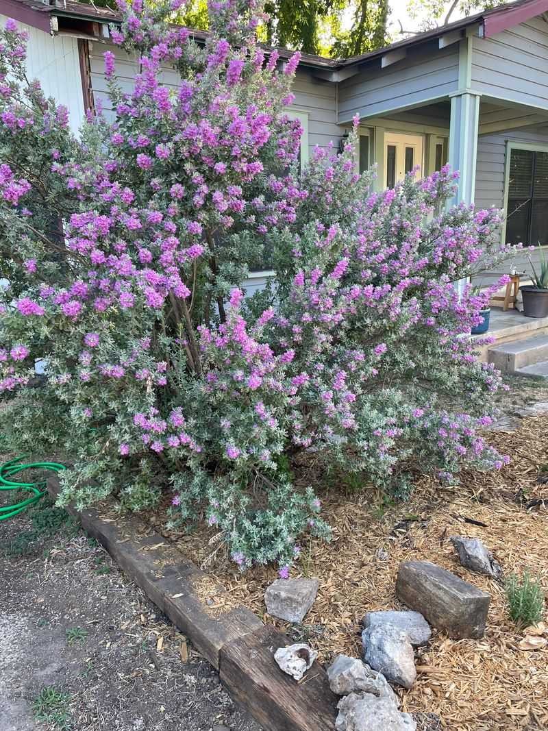 Native Drought Tolerant Plants Need Little To No Feeding