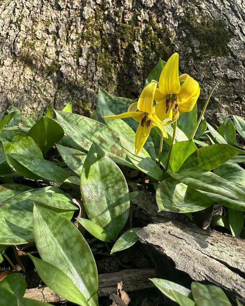Spring Bulb Foliage Still Has Work To Do