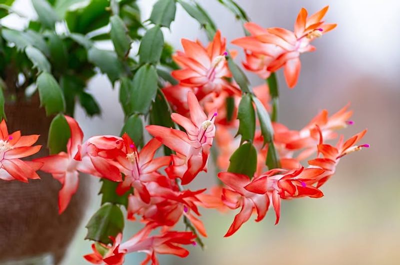 Holiday Cactus That Blooms When Others Rest