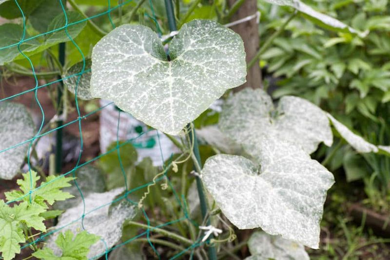 Crowded Plants Are An Open Invitation For Mildew To Spread