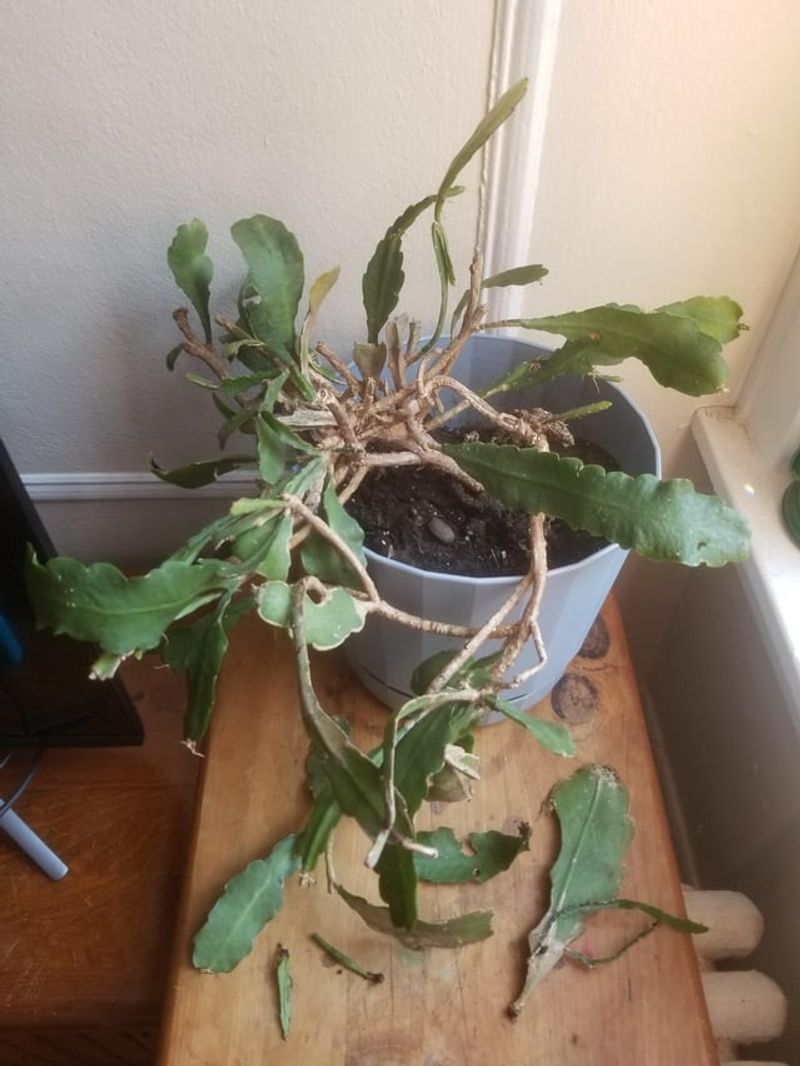 Poor Drainage Leads To Root Rot In Humid Conditions