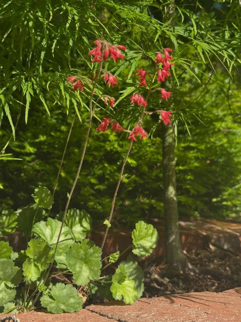 Coral Bells Adding Texture In Shady Corners