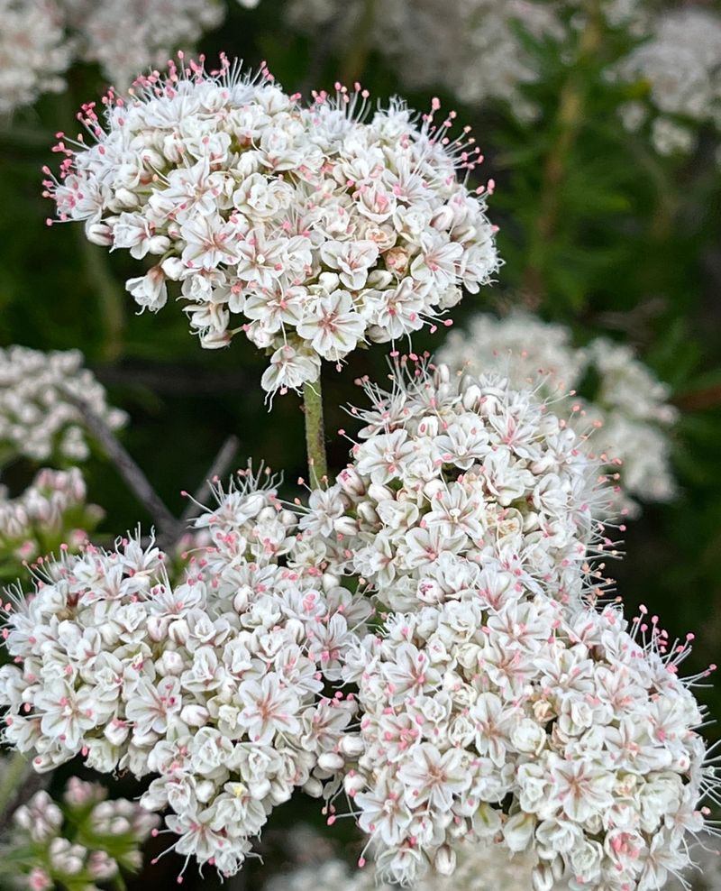 California Buckwheat Thriving In Low-Nutrient Ground