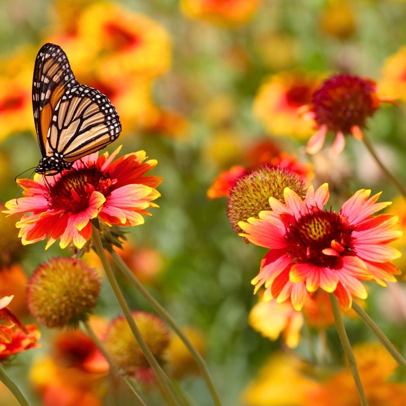 Butterflies Add Color And Movement To Yards