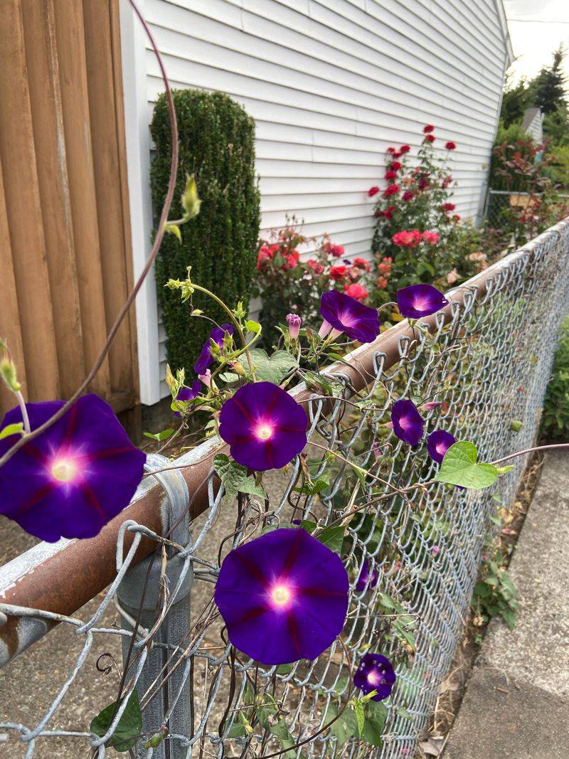 Morning Glory Covers Fences With Bright Summer Blooms