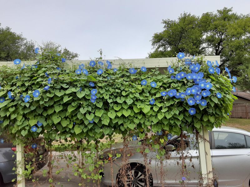 Morning Glory Fills Trellises With Easy Growth