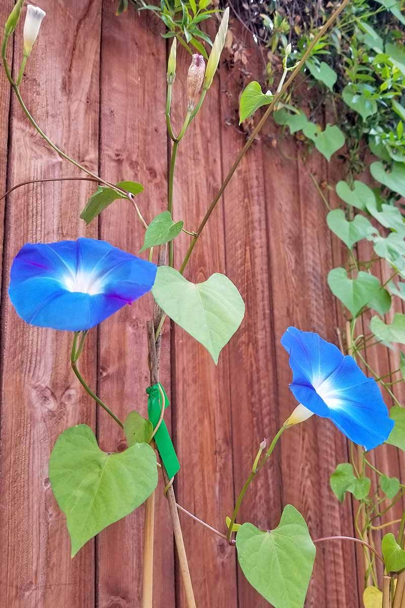 Morning Glory Covers Trellises With Rapid Growth
