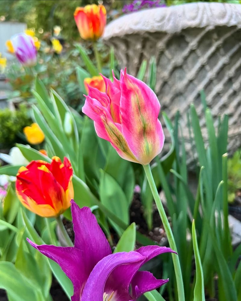 Tulips Add Bold Color In Mid To Late Spring