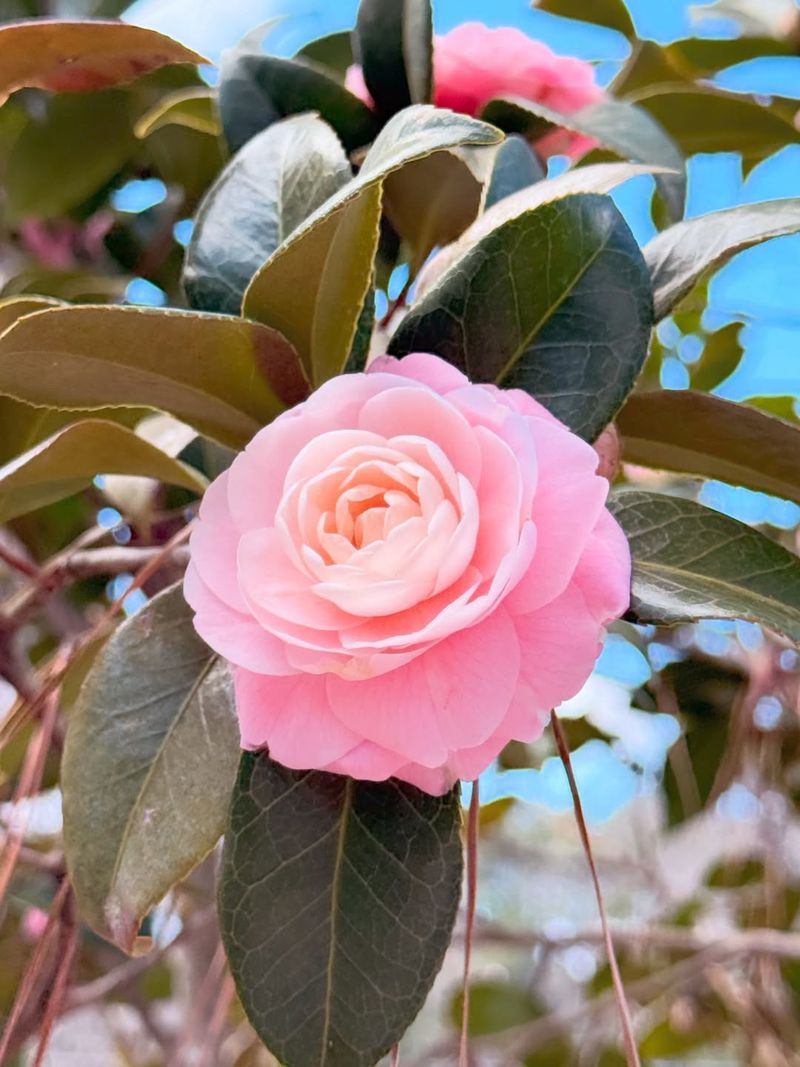 April Blush (Camellia japonica Hybrid)