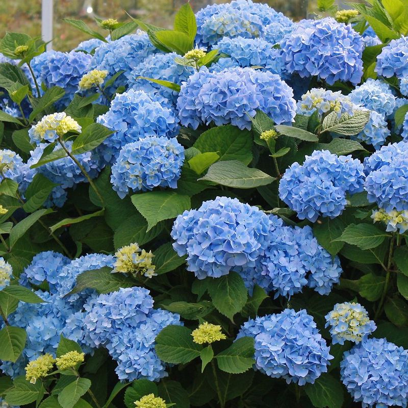 Hydrangeas (Bigleaf Types)