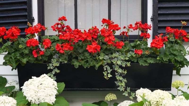 Geraniums