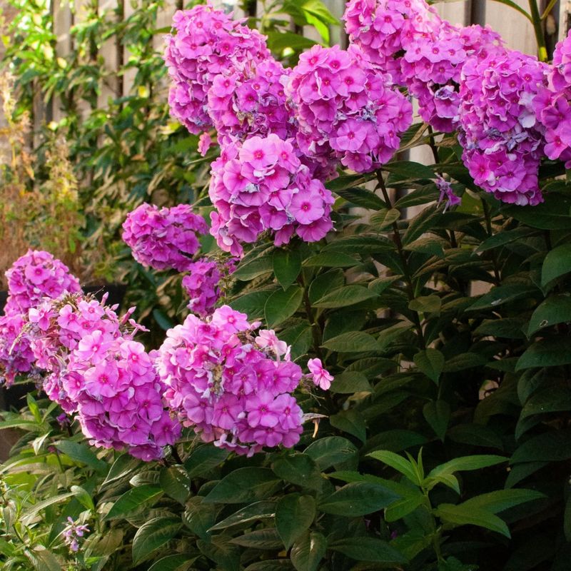 Phlox (Garden Phlox)