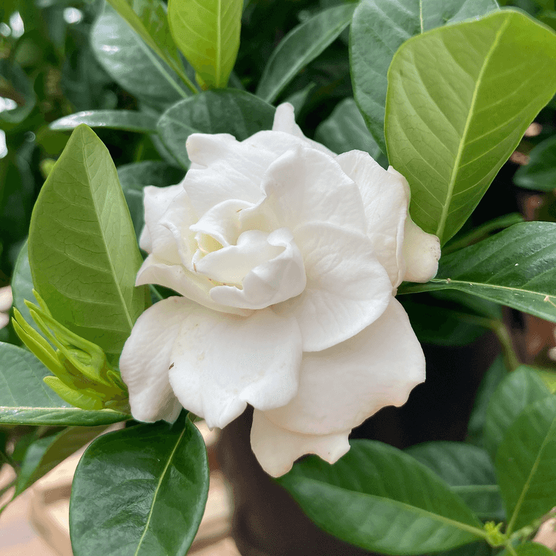 Gardenias