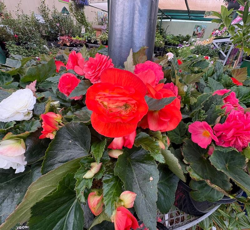 Tuberous Begonias Break Down Fast In Heat And Direct Sun