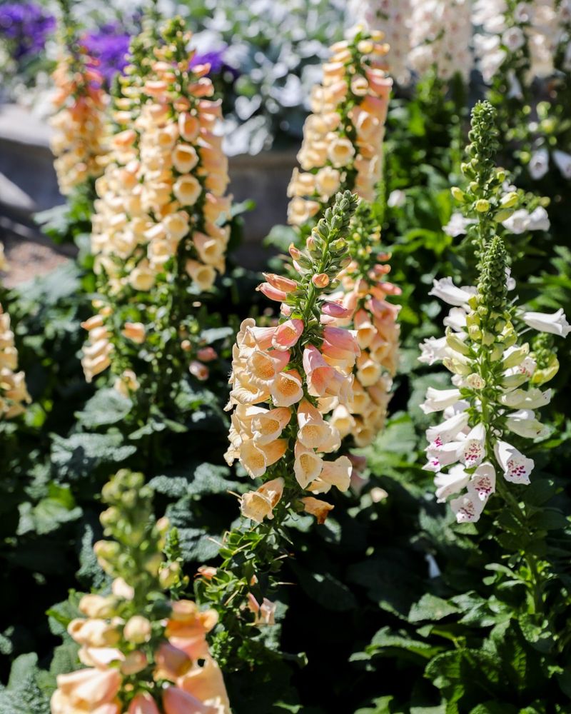 Foxglove Grows Tall And Blooms In Filtered Light