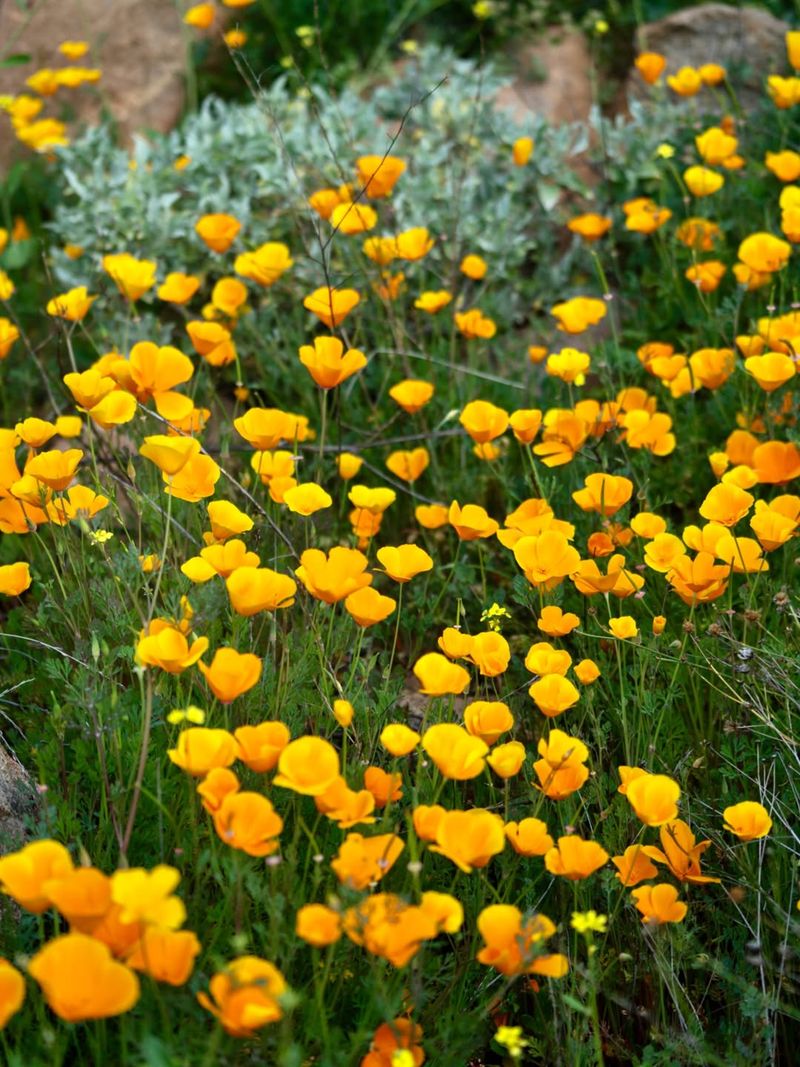 California Poppies