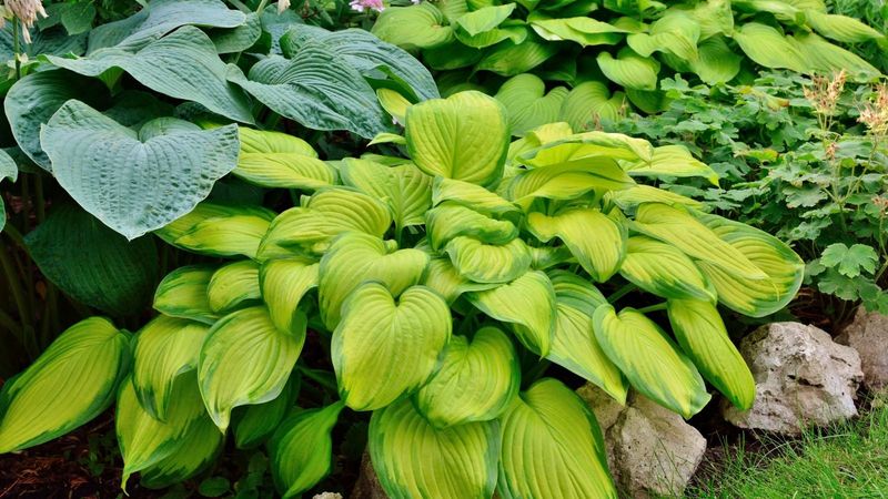 Hostas