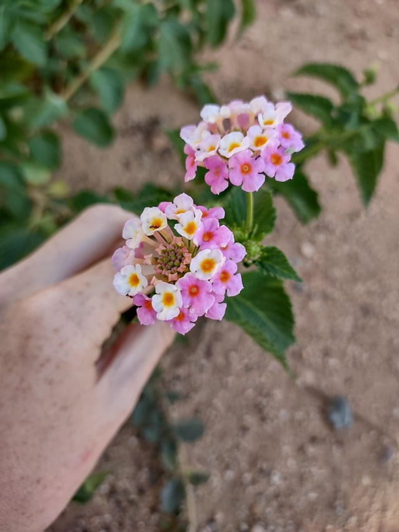 Lantana: Colorful, Drought-Tolerant Desert Shrub