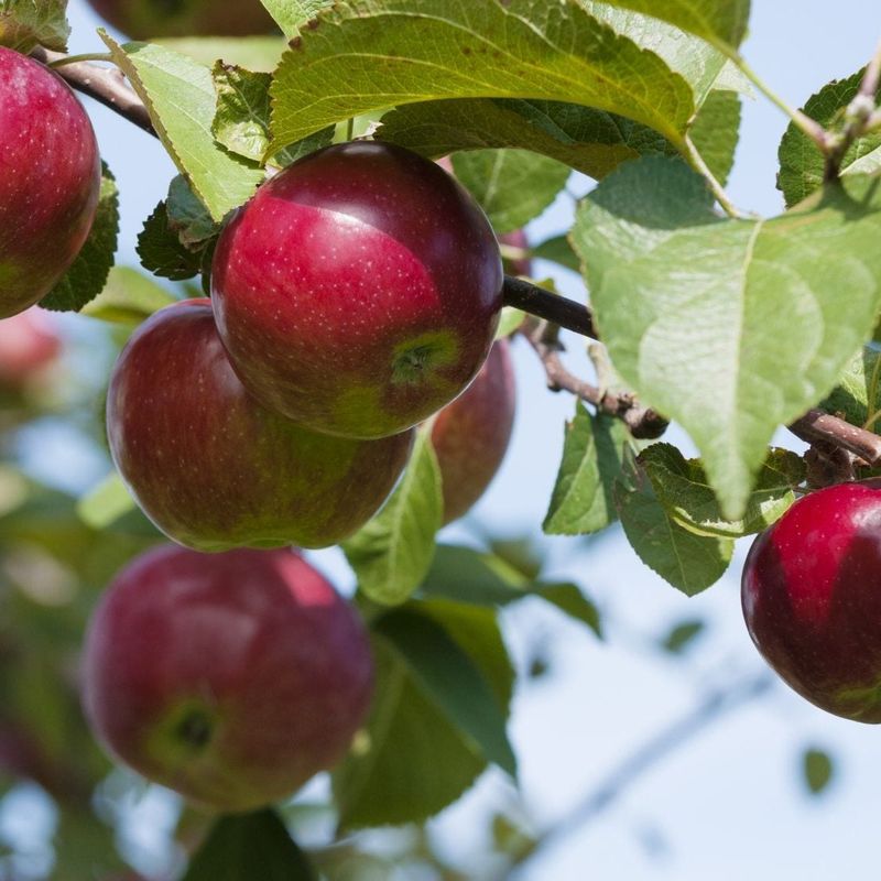 Fruit Trees Build Energy Ahead Of Bloom And Fruit Set