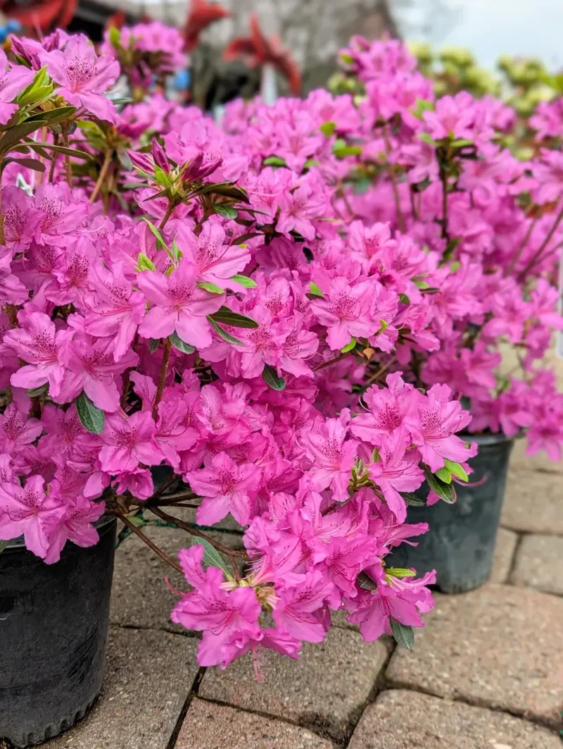Azaleas Prefer Acidic Soil
