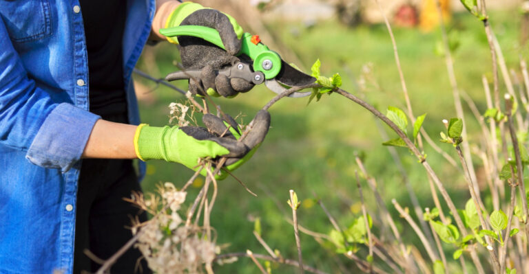 Hydrangeas Ohio Gardeners Should Prune In Spring For Better Blooms