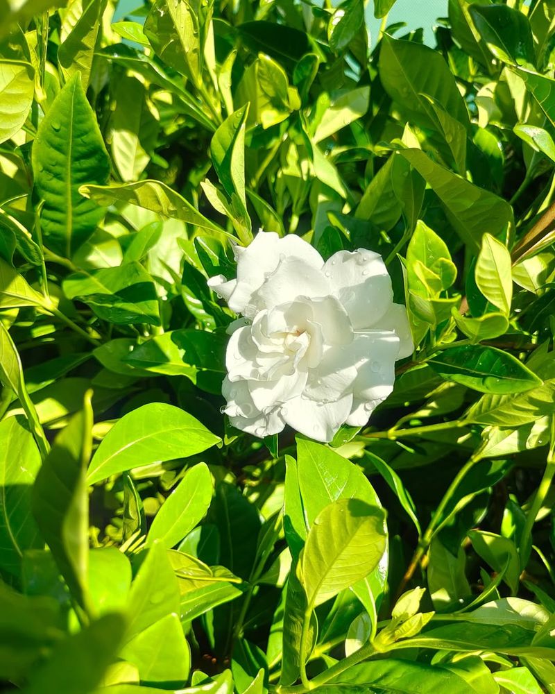 Gardenias Need Nutrients For Bud And Leaf Development