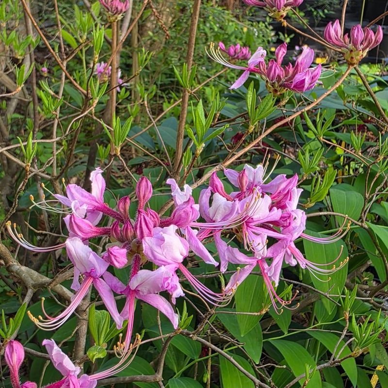 Rhododendrons Appreciate Loose, Well-Amended Soil