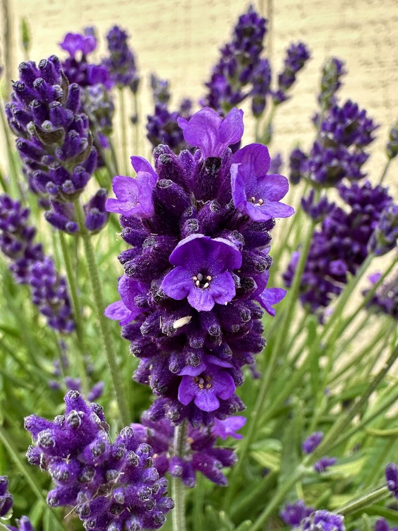 Lavender