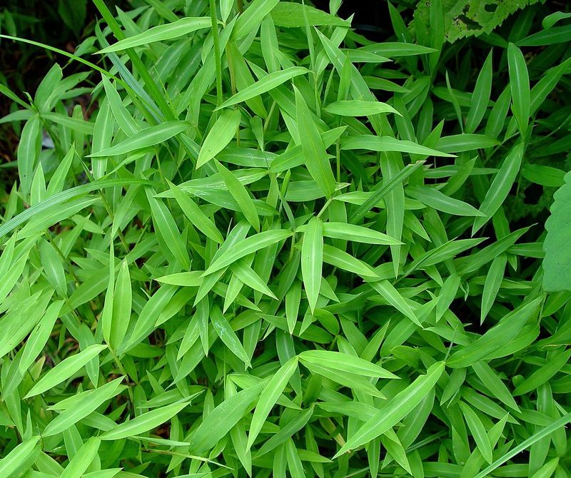 Japanese Stiltgrass (Microstegium vimineum)