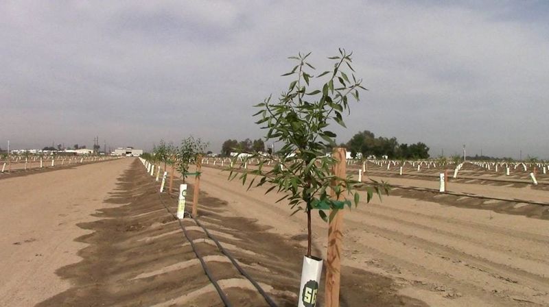 California Conditions Can Trigger It Fast