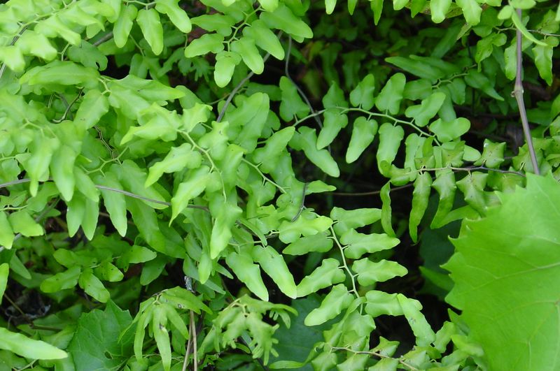 Watch For Old World Climbing Fern Smothering Trees