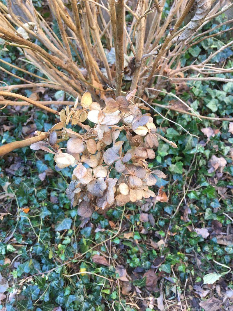 Know If Your Shrub Blooms On Old Or New Wood