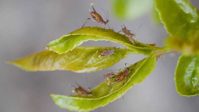 Aphids Are Often The First Cause Of Curling New Leaves