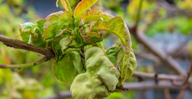 If Leaves Are Curling In Spring In Florida, Check For This First