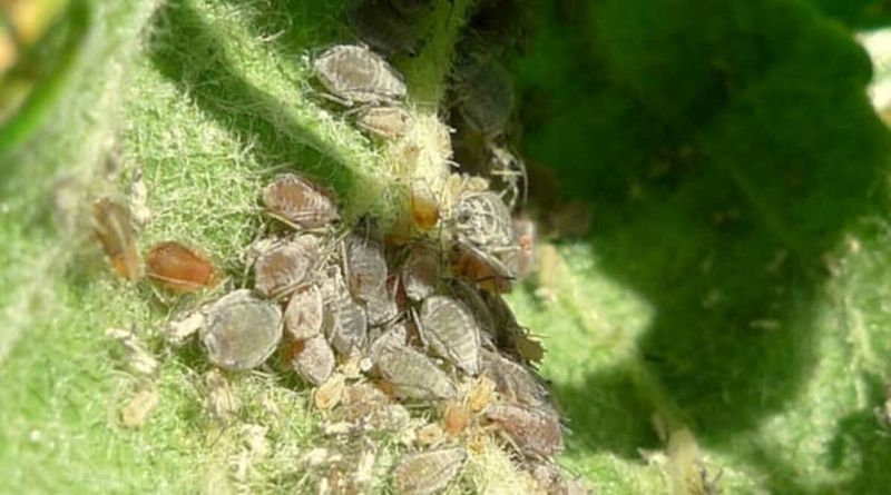 Aphids Are The Most Common Early Spring Cause