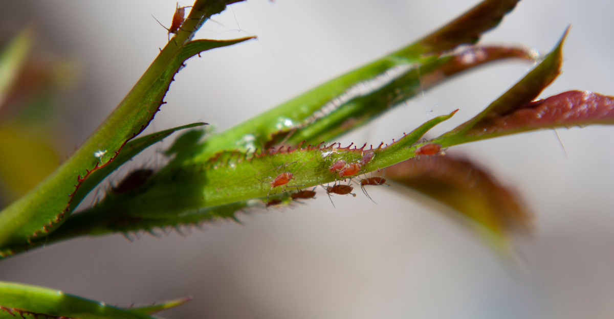 aphids