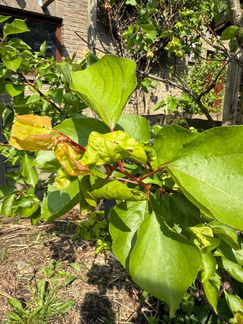 Aphids Target Tender New Growth And Cause Leaf Curling
