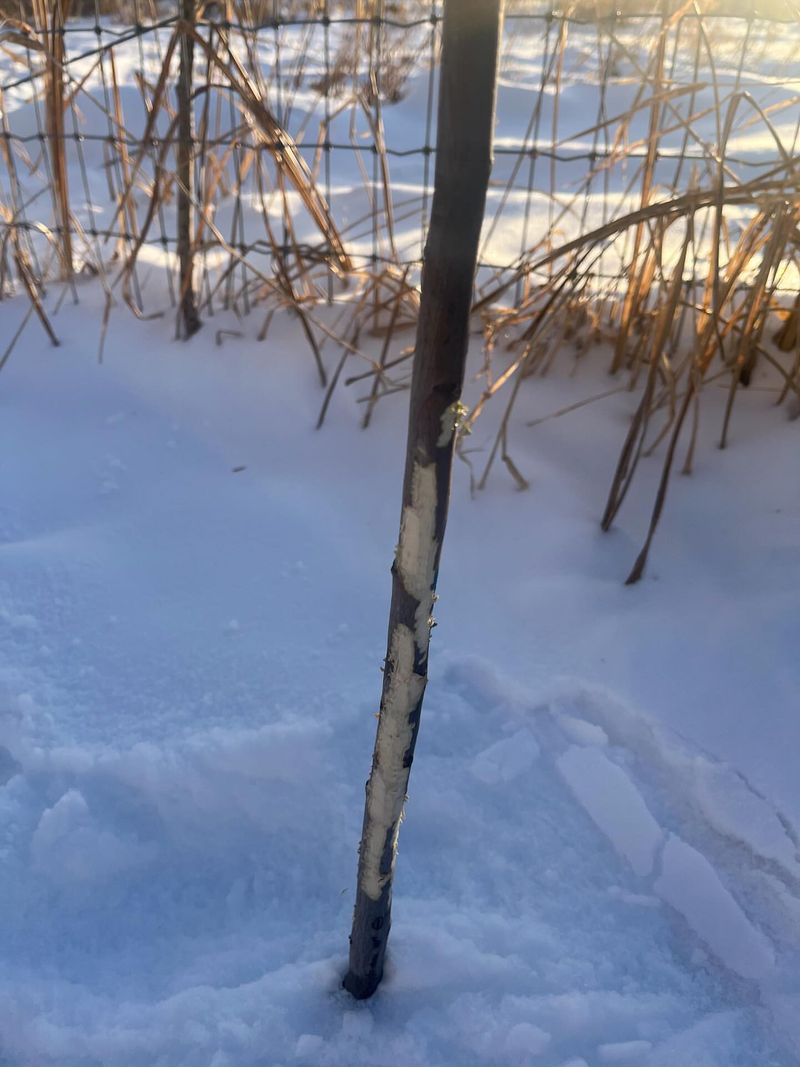 Check For Rabbit Damage First