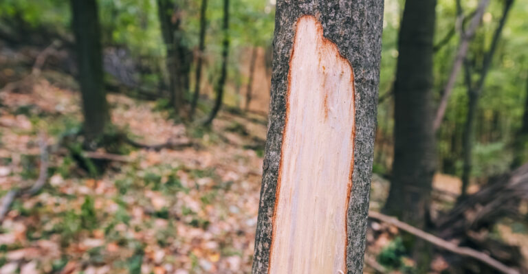 tree bark deer damage