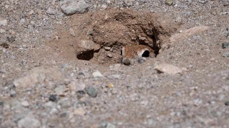 Ground Squirrels May Be Moving In