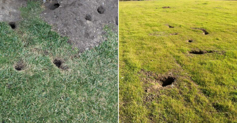 If You See These Holes In Your California Yard, Here’s What May Be Causing Them