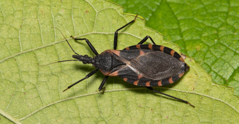If You See This Bug In California Do Not Touch It