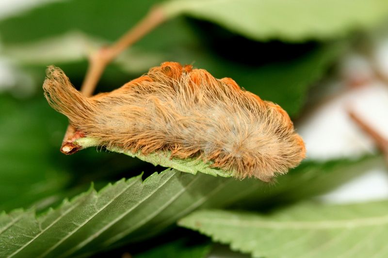 What The Puss Caterpillar Is And Why It Shows Up In Texas Gardens
