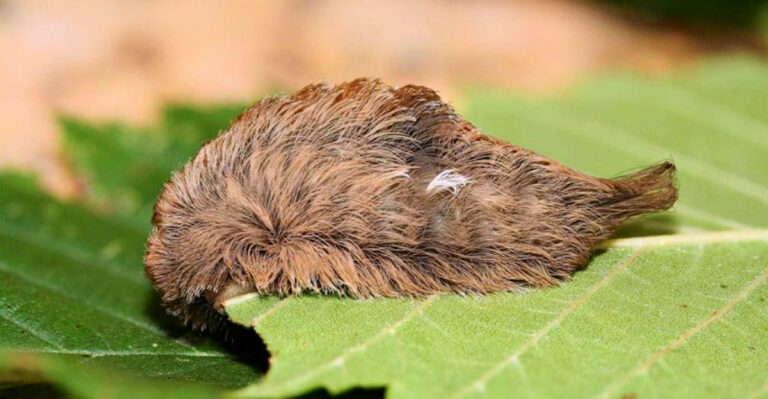 If You See This Bug In Your Texas Garden Do Not Touch It