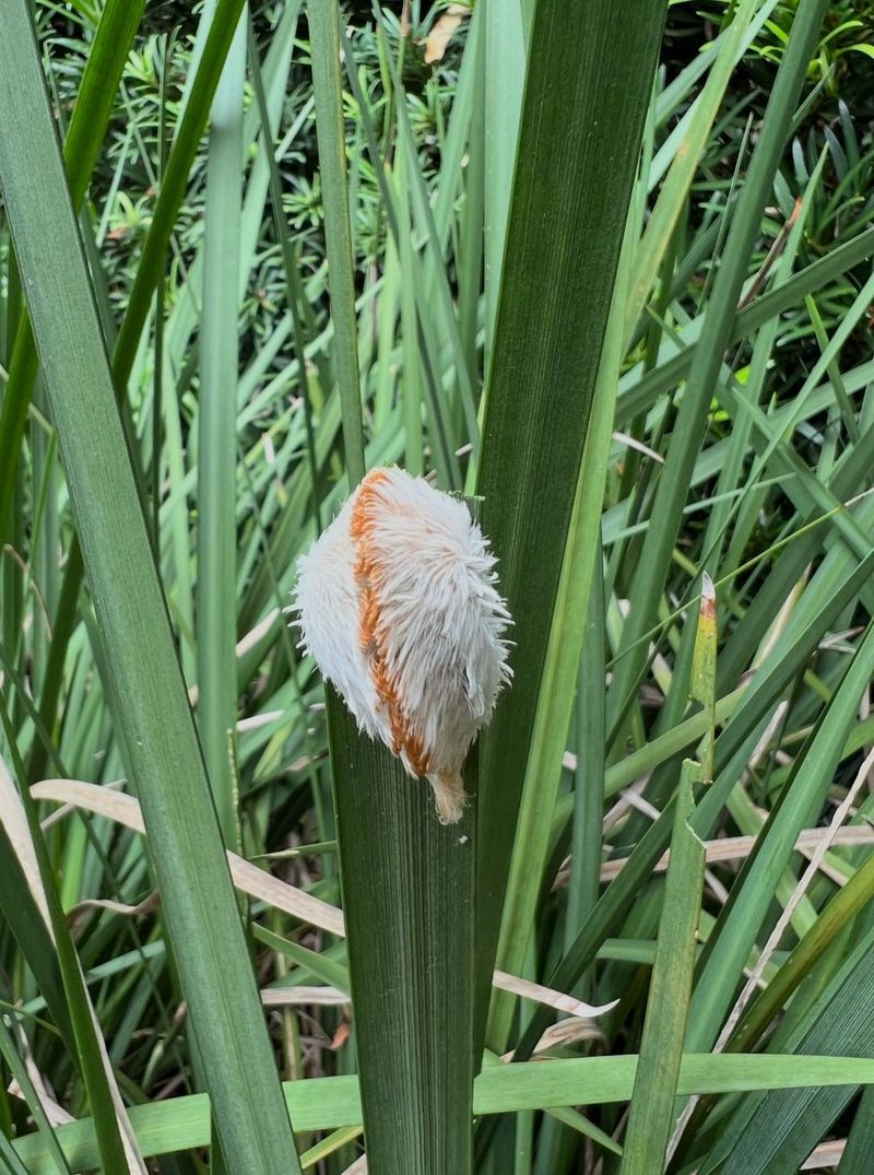 Puss Caterpillar Can Cause Painful Reactions If Touched