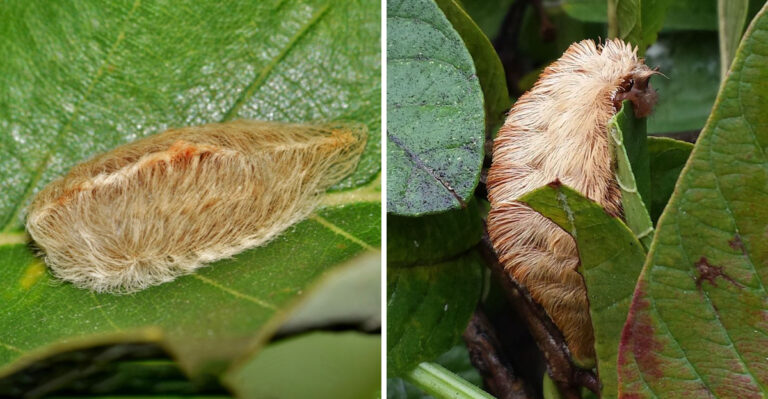 If You See This Caterpillar In Georgia Gardens Do Not Touch It